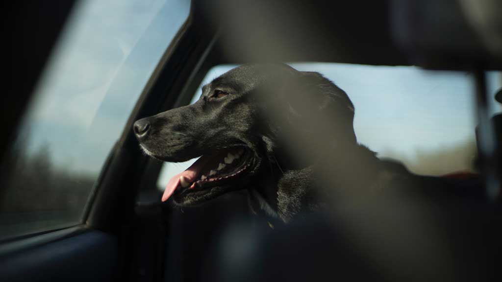 dog inside car look out of window