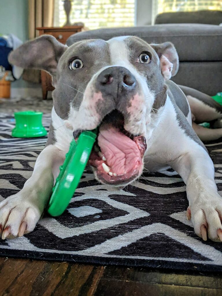 Staffy proof outlet toys