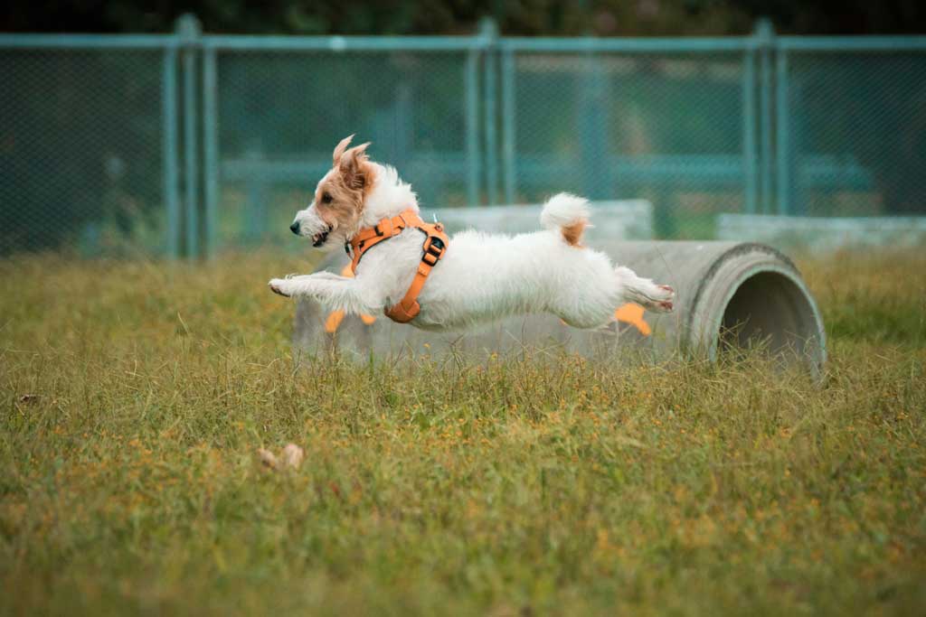 Jack russell wearing a harness and running in a dog park