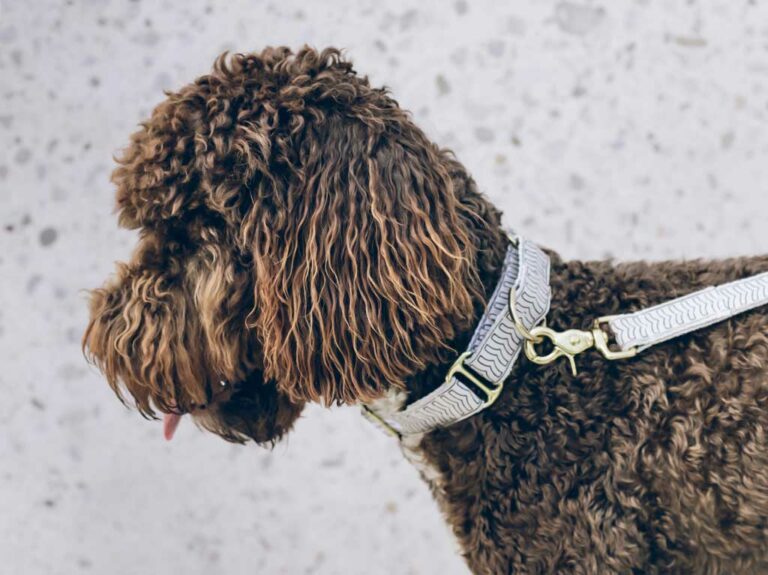 Martingale Collars Everything You Need To Know (+ Where To Buy Them)