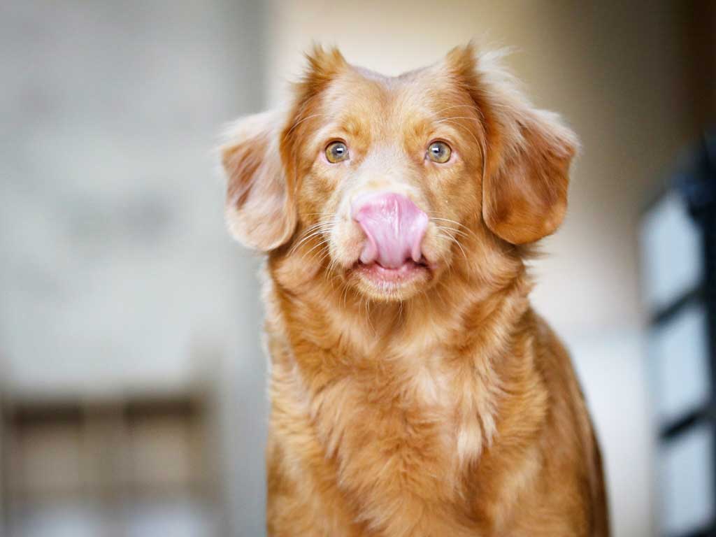 Is Shark Cartilage Good For Dogs?
