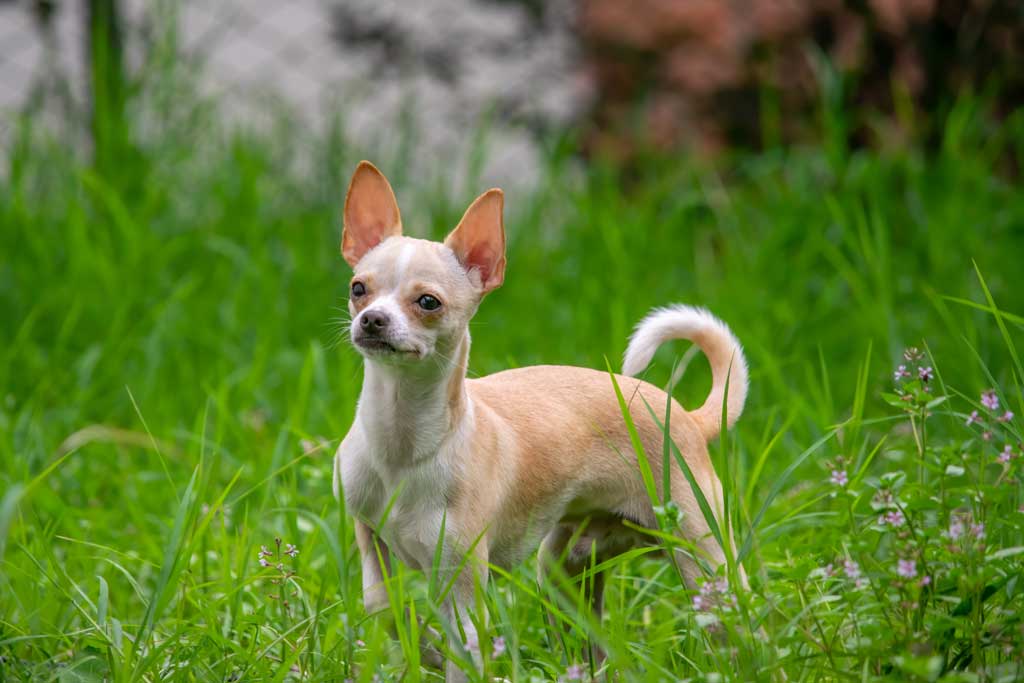 chihuahua standing in grass