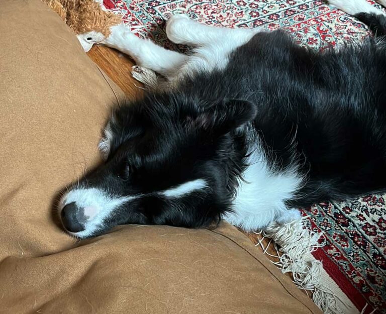 Yes, Border Collies Shed. Here's What You Need To Know.