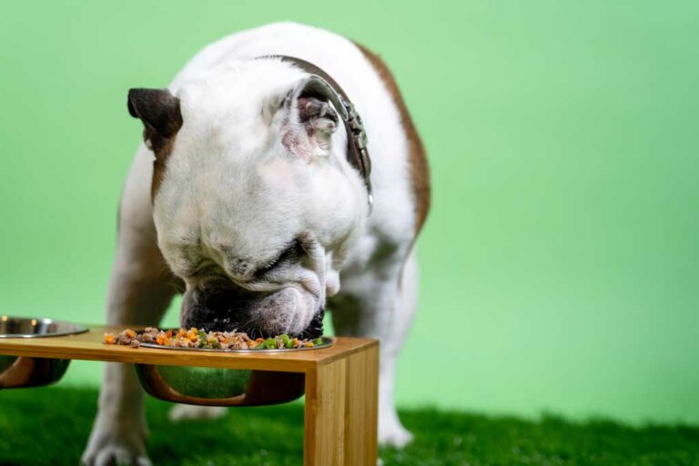 Elevated Dog Bowls Should You Get One For Your Dog?