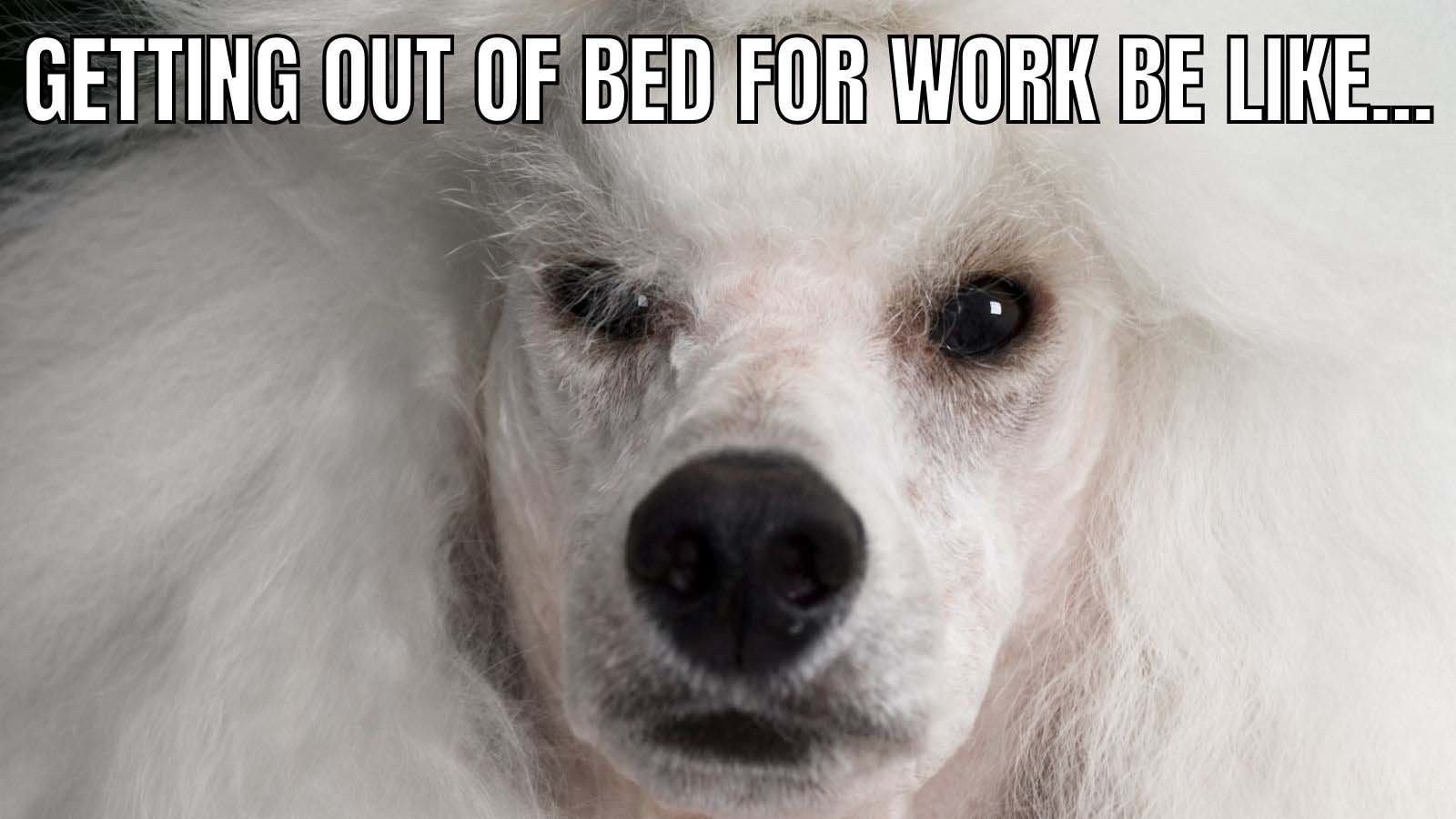 14 Sad Dog Memes A Collection Of The Saddest Dogs On The Internet 14 Sad Dog Memes A Collection Of The Saddest Dogs On The Internet