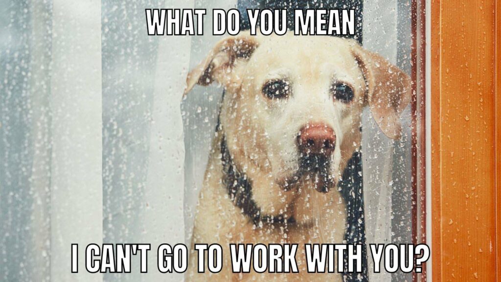 14 Sad Dog Memes A Collection Of The Saddest Dogs On The Internet 14 Sad Dog Memes A Collection Of The Saddest Dogs On The Internet