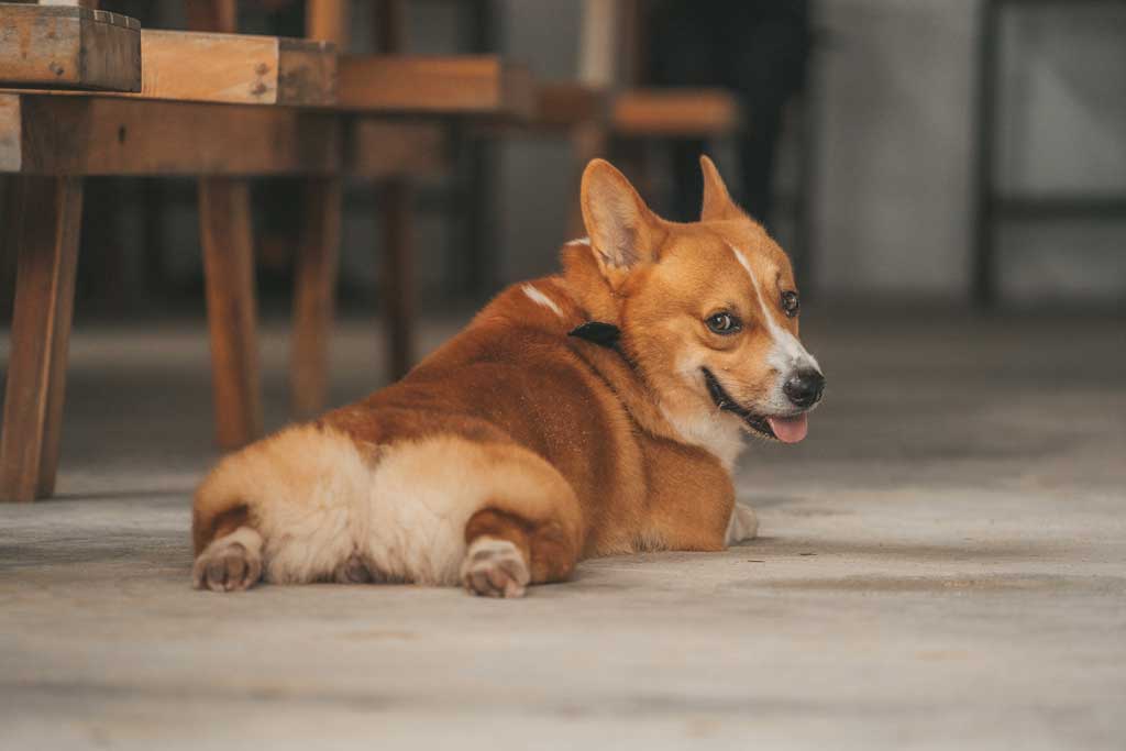 Best kind of outlet dog brush for corgi