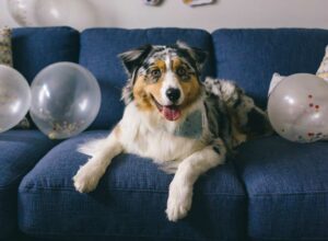 dog excited on the couch