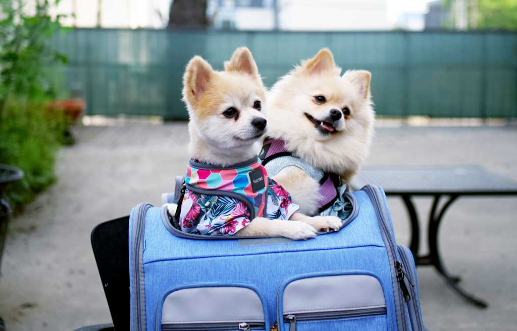 puppies wearing nappies