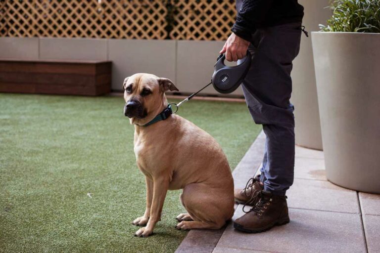 The Best Retractable Dog Lead For Australians Which Leads Are The Safest And Most Effective?