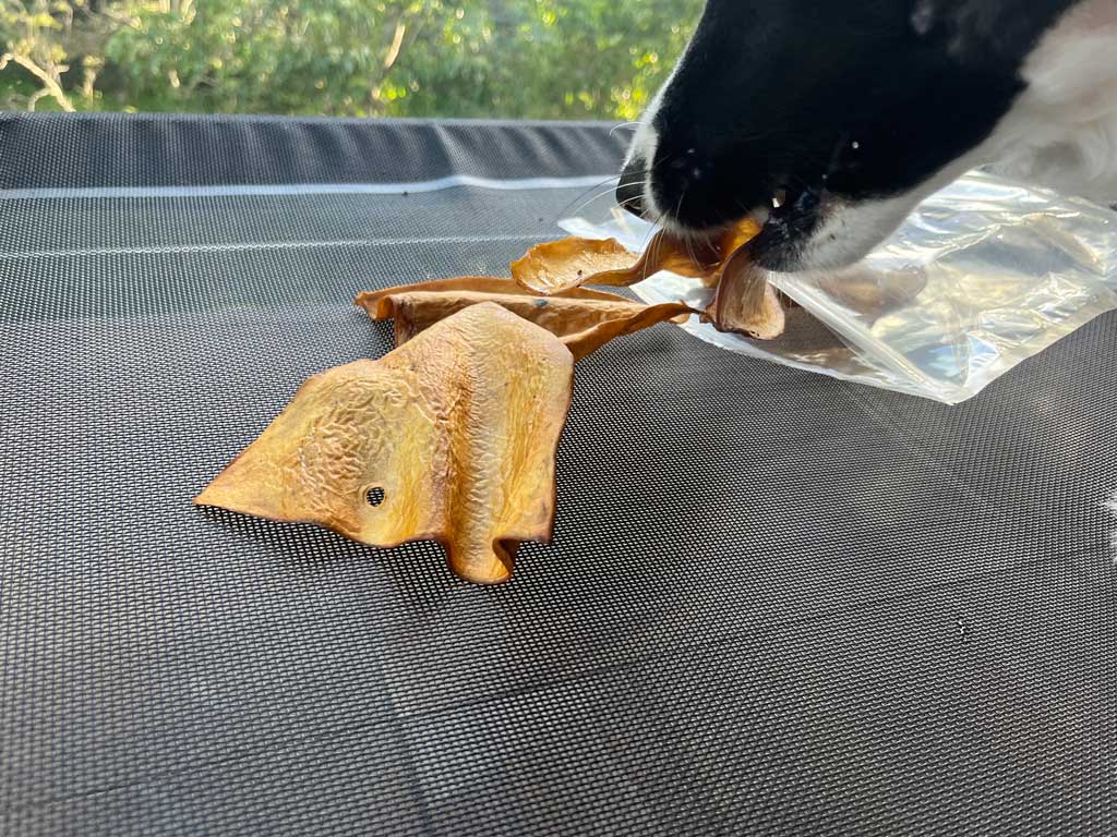 dog sniffing beef ears for dogs