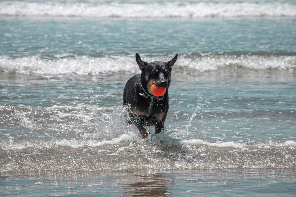 dogs-of-australia-discover-dog-friendly-activities-near-you-dogs-of