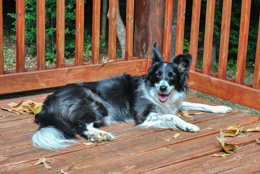 Dog relaxing on wooden deck