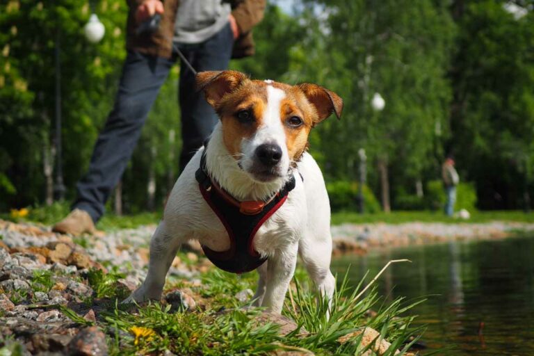 What's The Best Jack Russell Harness? (Our 1 Pick)