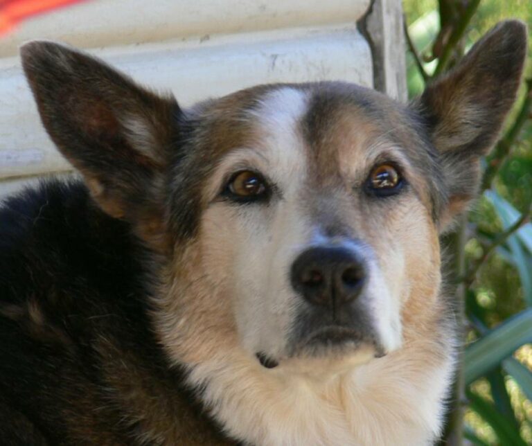 Meet the Kelpie Cross Labrador (also known as KELPADORS)