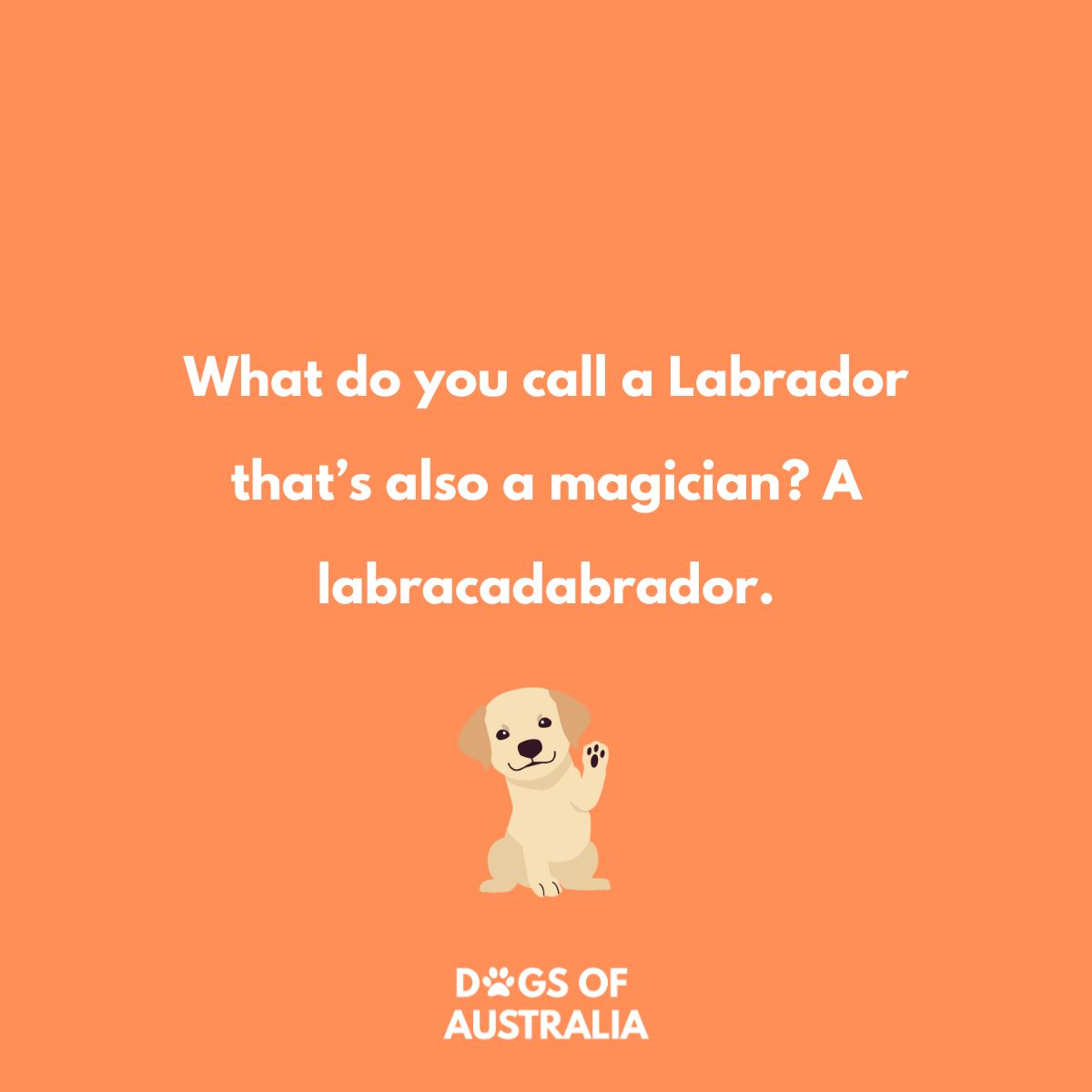 15 Hilarious Labrador Jokes That Will Have You Wagging Your Tail