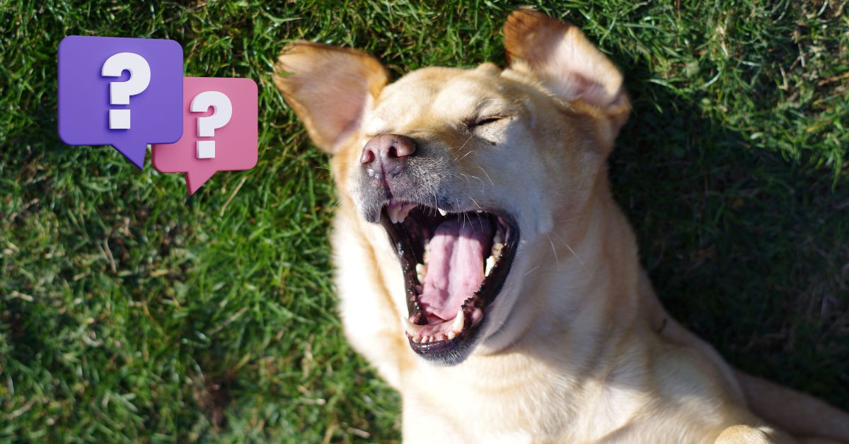 laughing labrador dog