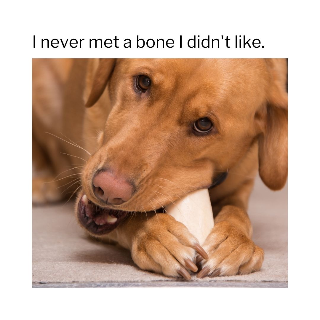 10 Labrador Memes That Prove These Pups Have the Best Personalities