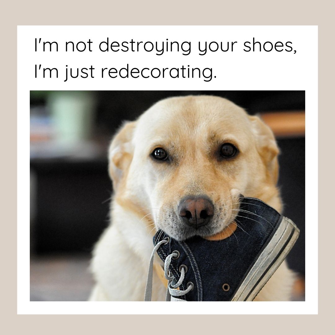 10 Labrador Memes That Prove These Pups Have the Best Personalities