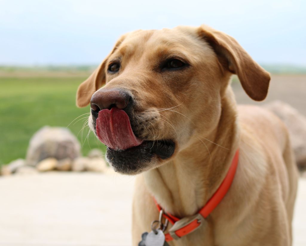 dog licking its nose