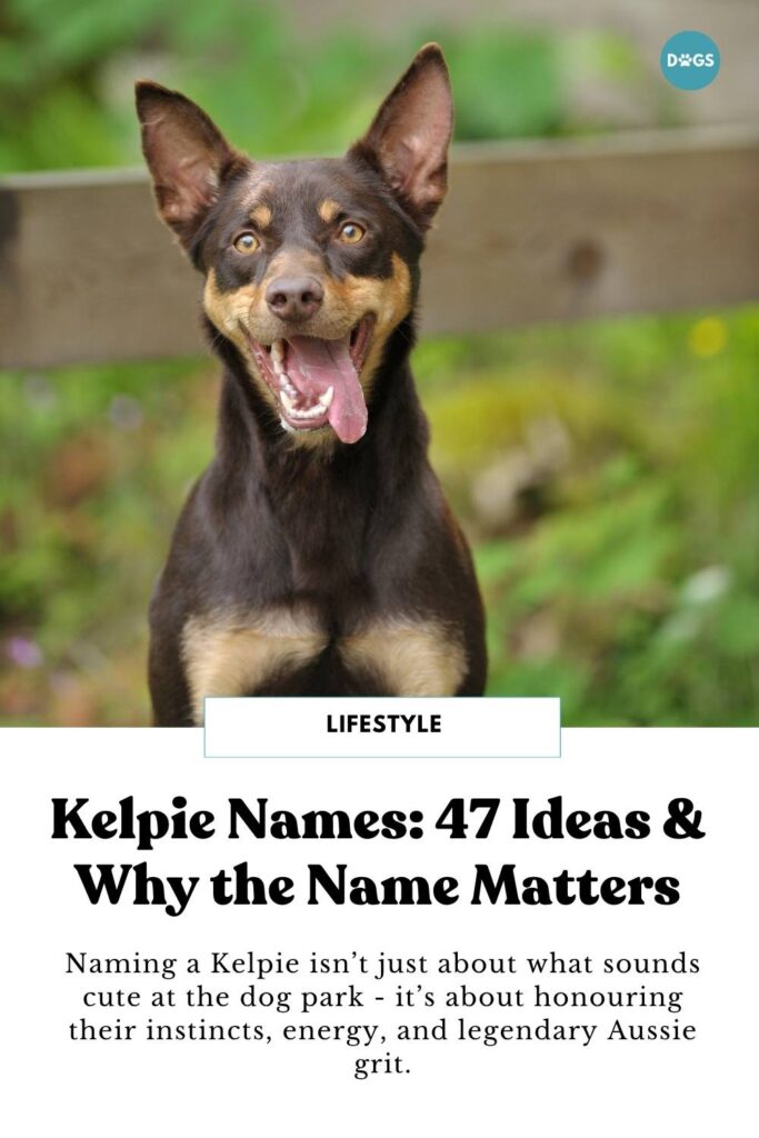 Kelpie dog looking at the camera