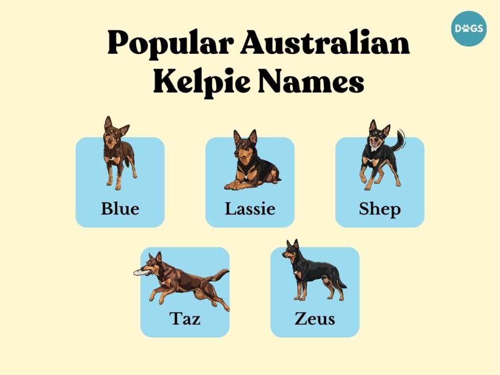 Popular Australian Kelpie Names