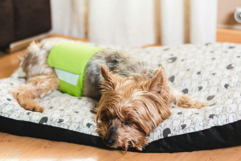 Nappies For Dogs What You Need To Know