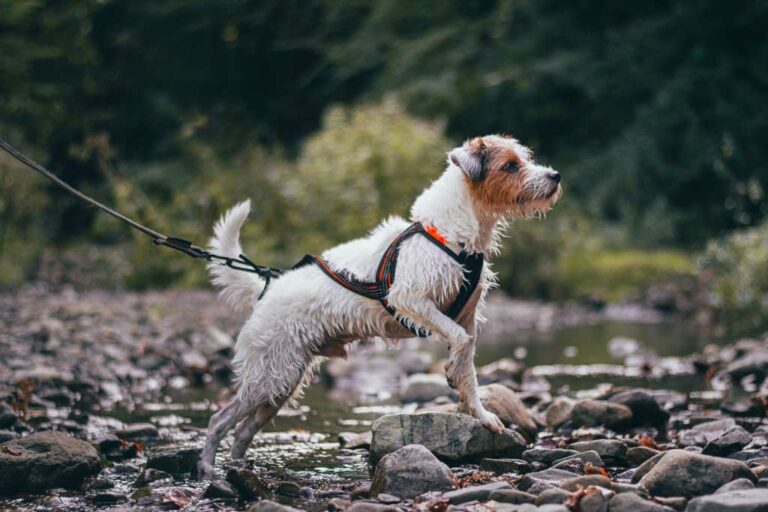 What's The Best Jack Russell Harness? (Our 1 Pick)