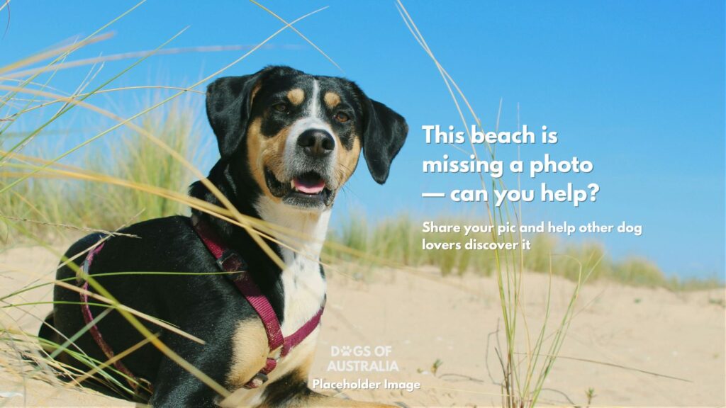 Dog Beach Placeholder Image