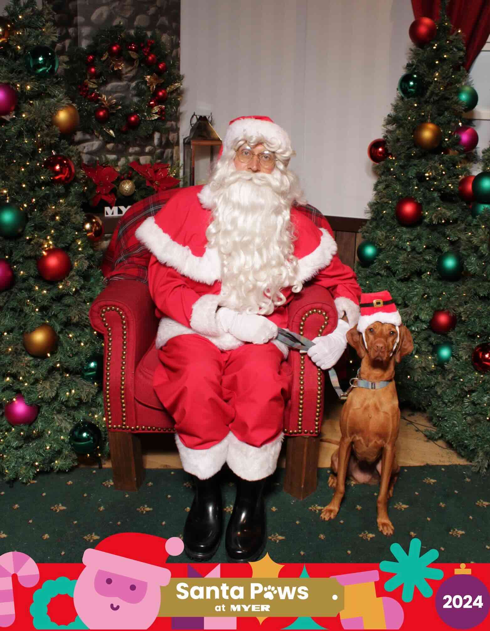 Dog posing with Santa at Myer