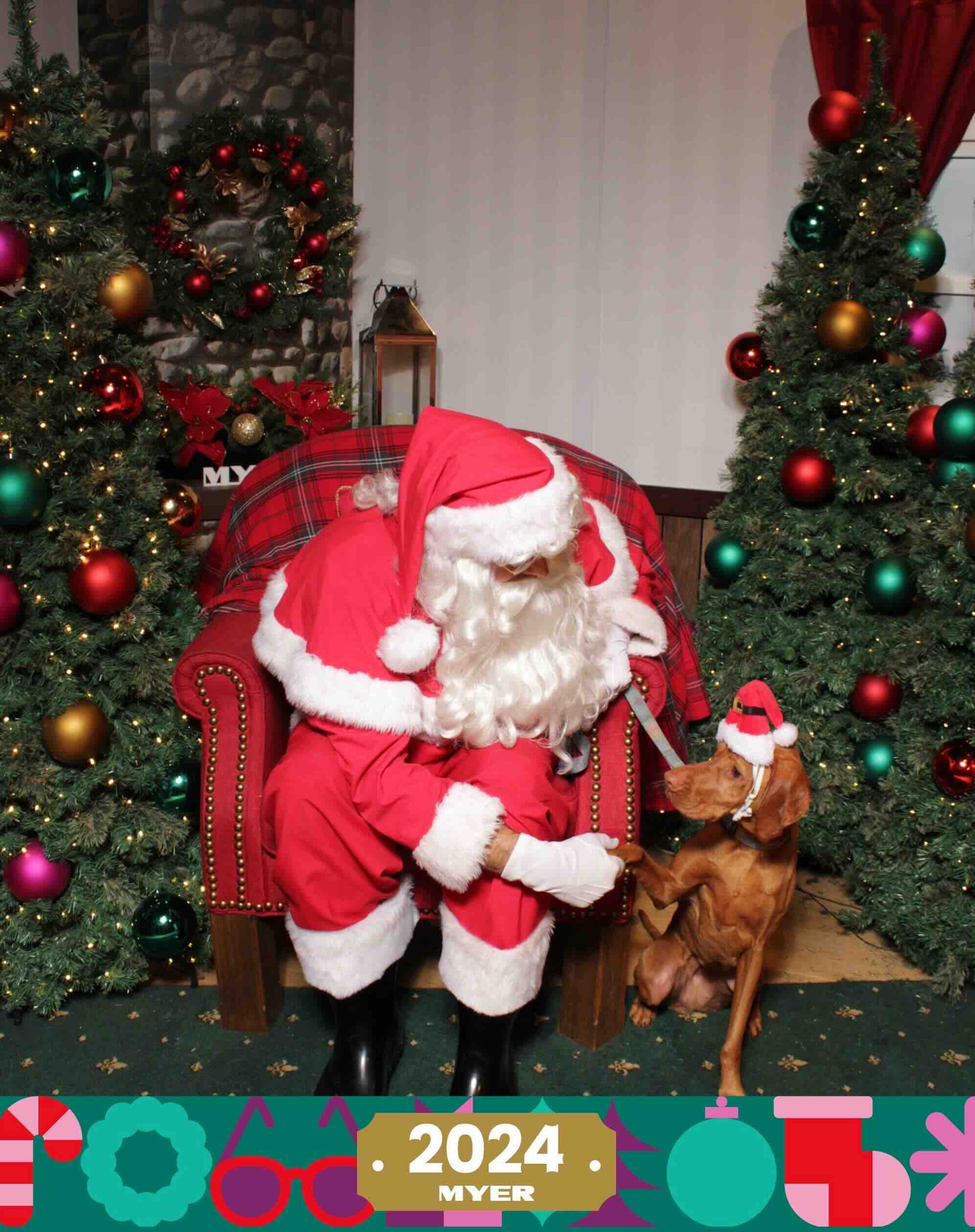 Festive snaps from last year’s Santa Paws sessions.