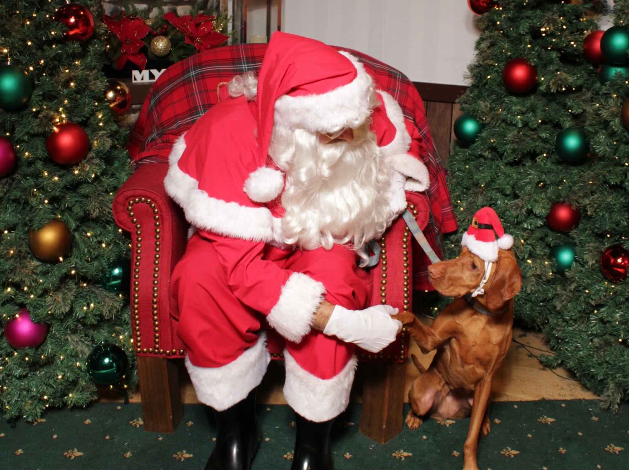 Dog with Santa at Santa Paws Mayer