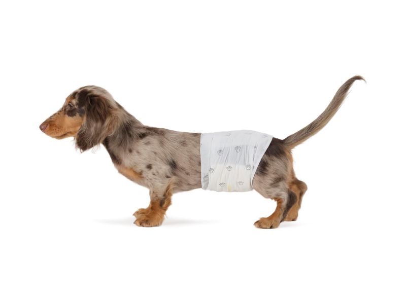 Male dog wearing belly band