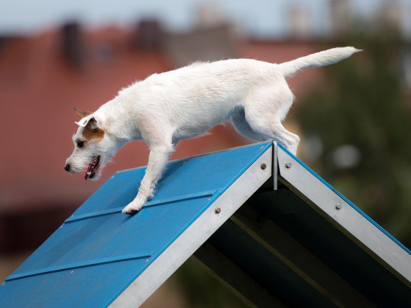 Dog Agility A-Frame