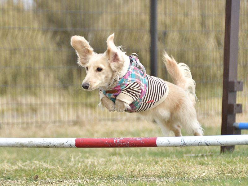 Dog Agility Equipment in Australia: Where to Buy It (and What You Actually Need) dog jumping over agility equipment