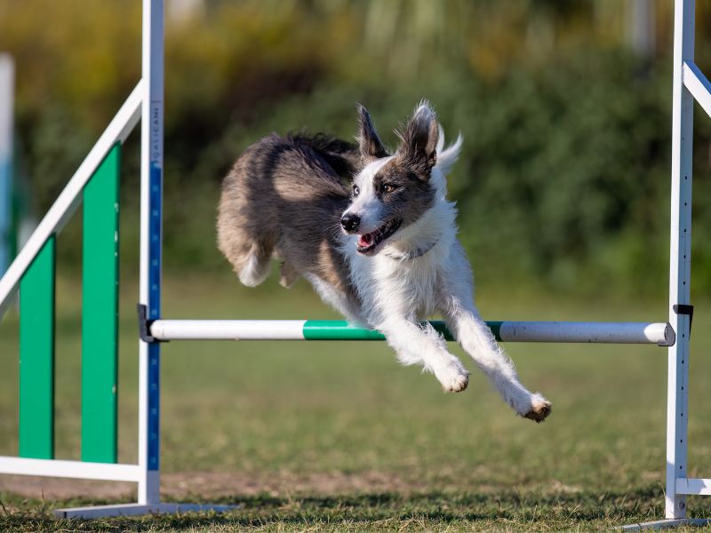 Dog Agility Jumps