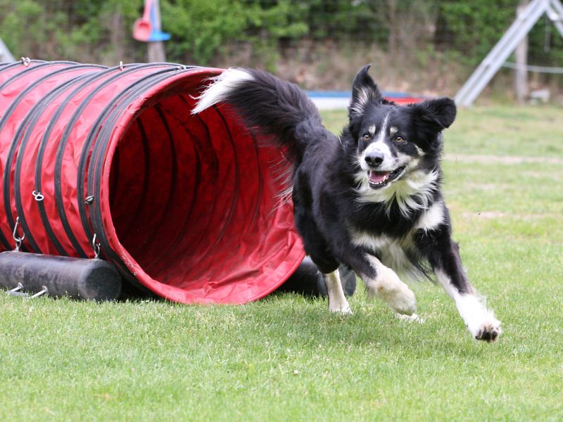 Dog Agility Tunnel