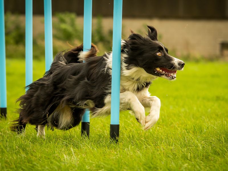 Dog Agility Weave Poles