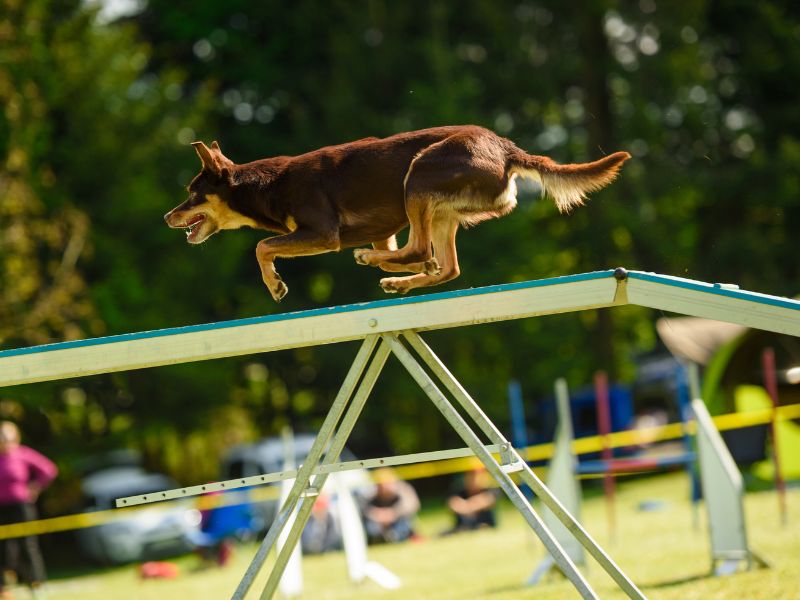 Dog Agility Dog Walk