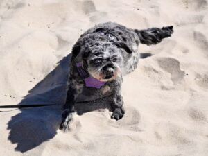 Adelaide Black dog running on a sandy beach near Adelaide
