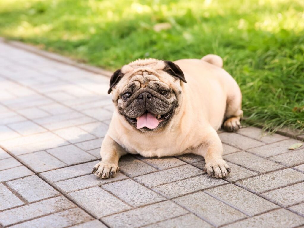 Discover Dog-Friendly Australia Pug lying down, illustrating BOAS breathing problems in flat-faced dogs