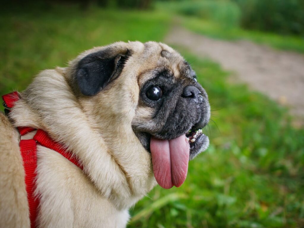 Snoretox-1: A New Aussie Treatment for Dogs With Breathing Problems Pug panting heavily on a walk outdoors, wearing a red harness, a sign flat-faced dogs can struggle to breathe properly