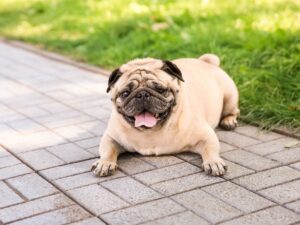 Pug lying down, illustrating BOAS breathing problems in flat-faced dogs