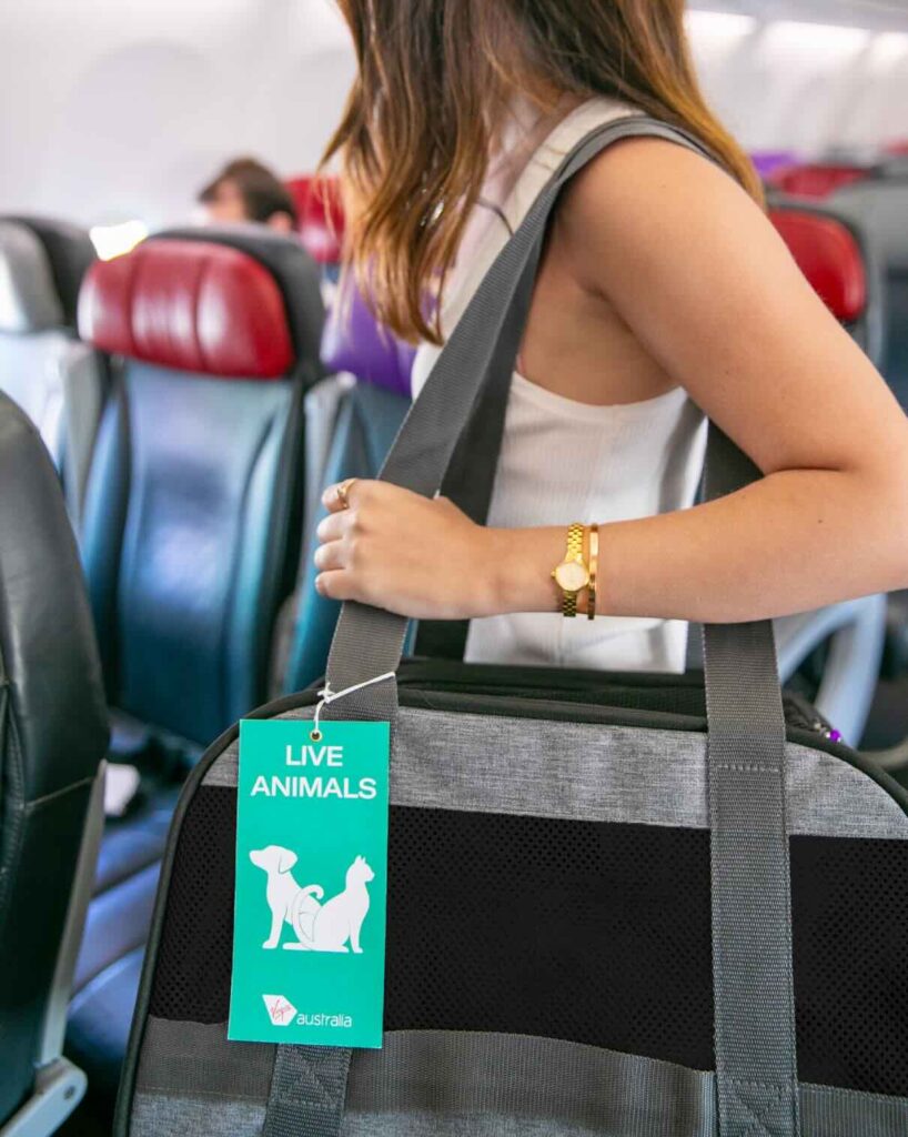 Virgin Australia Pets in Cabin: Routes, Price and Rules Passenger boarding a Virgin Australia flight carrying a soft-sided pet carrier with a green 'Live Animals' tag showing a dog and cat icon, part of the Pets in Cabin check-in process.