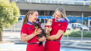 Two Virgin Australia cabin crew in red uniforms each holding a small dog, a black and tan terrier and a fawn chihuahua, outside an airport terminal, illustrating the airline's Pets in Cabin service.