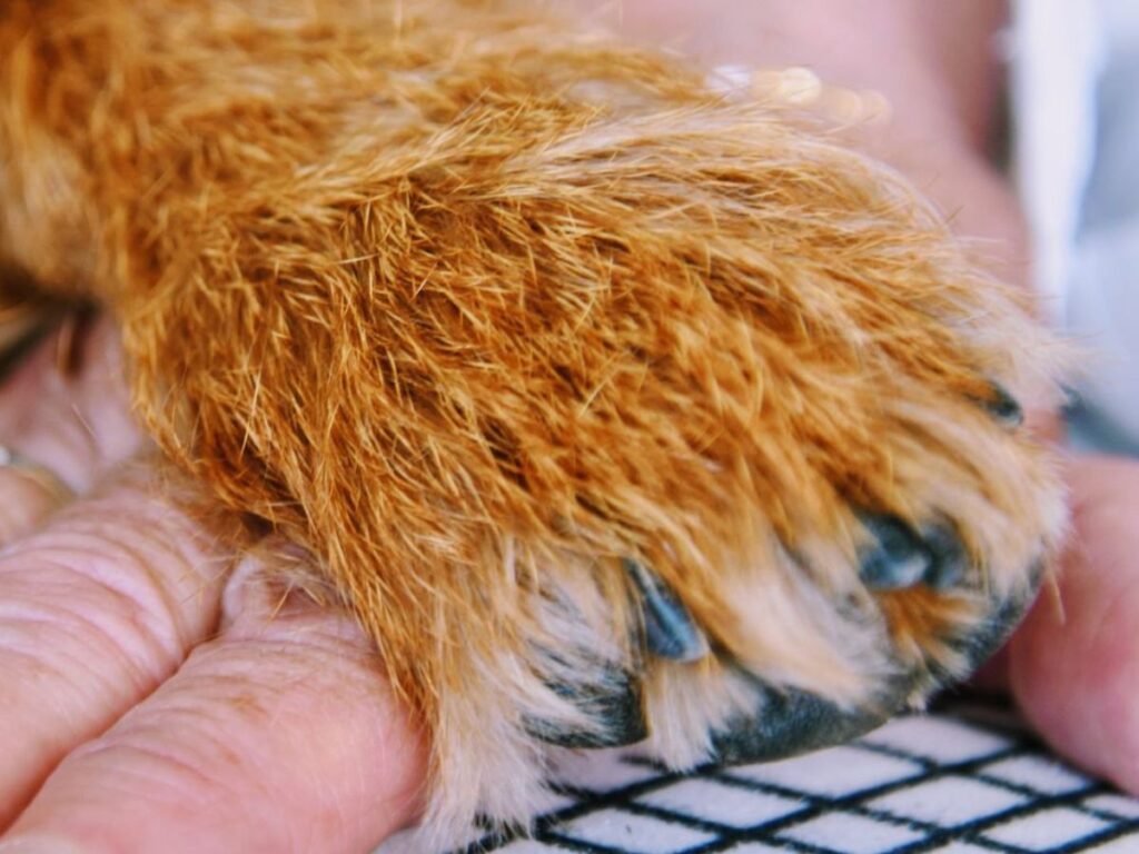 Would You Be Buried With Your Dog? Victoria's New Pet Burial Law, Explained paw on top of hand