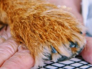 Melbourne paw on top of hand