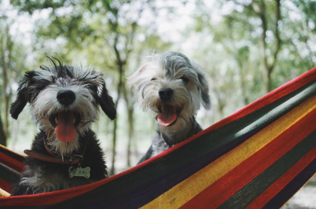 Two dogs relaxing in a colourful hammock at a wooded holiday park