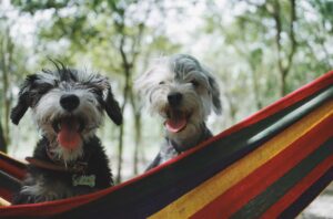 Melbourne Two dogs relaxing in a colourful hammock at a wooded holiday park