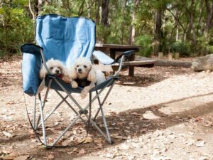 Two poodles curled up together in a camp chair at a dog-friendly caravan park